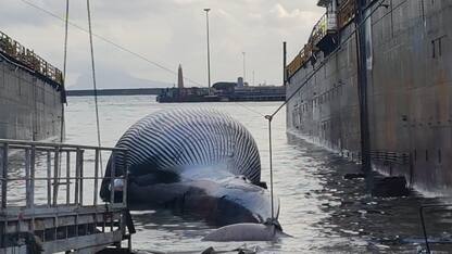 Sorrento, balenottera trovata morta nel porto forse uccisa da un virus