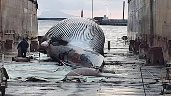 Si sono concluse nella notte le complesse operazioni di rimozione e trasporto della carcassa di balenottera individuata lo scorso 17 gennaio davanti al porto di Sorrento. L'attività di rimorchio del cetaceo è stata condotta - sotto il coordinamento della Direzione Marittima di Napoli - dalle motovedette CP267 e CP532 della Guardia Costiera, che hanno trasportato l'esemplare verso il porto di Napoli, dove sono giunti alle prime luci dell'alba. Ora sarà possibile effettuare l'esame necroscopico per individuare le cause della morte di quello che sembrerebbe uno dei più grandi esemplari di balenottera individuati nel Mediterraneo.
ANSA/UFFICIO STAMPA AMP PUNTA CAMPANELLA
+++ ANSA PROVIDES ACCESS TO THIS HANDOUT PHOTO TO BE USED SOLELY TO ILLUSTRATE NEWS REPORTING OR COMMENTARY ON THE FACTS OR EVENTS DEPICTED IN THIS IMAGE; NO ARCHIVING; NO LICENSING +++