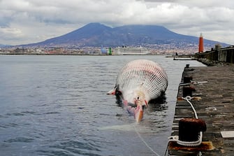 La carcassa della balenottera, morta nei giorni scorsi a Sorrento, portata nel porto di Napoli dove sono in corso i primi esami per stabilire le cause del decesso del cetaceo, 21 gennaio 2021.  ANSA