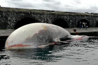 La carcassa della balenottera, morta nei giorni scorsi a Sorrento, portata nel porto di Napoli dove sono in corso i primi esami per stabilire le cause del decesso del cetaceo, 21 gennaio 2021.  ANSA