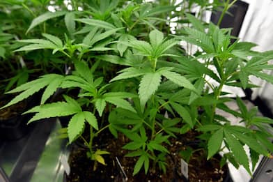 Trabia, scoperta serra con 200 piante di cannabis: arrestato 30enne