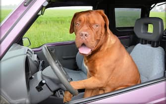 Un cane in una macchina