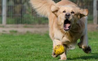 Un cane gioca con una pallina