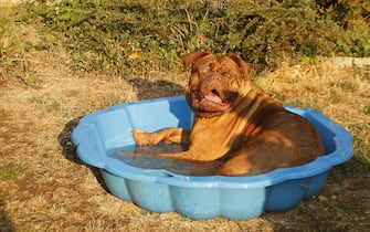 Un cane in una piscinetta