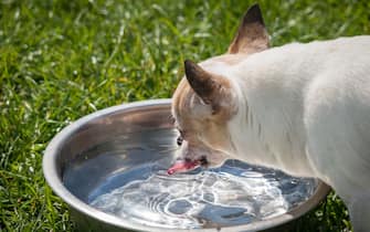 Un cane beve dell'acqua