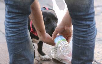 Un cane beve dell'acqua 20070721-BOLOGNA-CRO-ESTATE:ATTENTI A CALDO ANCHE PER FIDO,10 REGOLE PER SALVARLO.Un cane si disseta da una bottiglia aiutato dal suo padrone oggi in piazza Nettuno a Bologna.Per il cane, spesso, la vacanza con i suoi padroni può trasformarsi in una grande sofferenza. Immobile dentro l'auto in coda, sotto la calura estiva, o fermo sotto il sole, per ore ed ore, accanto al lettino in spiaggia, senza bere, il nostro 'fido' può star male e rischiare grosso. Ora, però, c'é un decalogo che può salvarlo, segnalando al
proprietario quali sono i comportamenti da tenere quando si porta l'amato animale domestico a godersi il mare.Bastano, infatti, dieci mosse, secondo Purina, azienda di
servizi per la cura degli animali che ha stilato le 10 regole, per portare i cani in spiaggia in tutta sicurezza e proteggerli dal caldo estivo. Ecco i consigli che possono salvargli la vita:
non esporre l'amico a quattro zampe al sole per un tempo prolungato; nel caso l'animale soffra di un colpo di calore bagnargli immediatamente la testa con acqua fredda e se le
condizioni non migliorano portarlo immediatamente al pronto soccorso; bilanciare la sua alimentazione frazionando i pasti; prestare molta attenzione se l'animale è anziano; proteggerlo dalle punture di zanzara che possono farlo ammalare gravemente;
non scegliere le ore più calde per viaggiare in auto; soprattutto non lasciarlo dentro la macchina in sosta; regolare a 24-26 gradi l'aria condizionata della vettura; fermarsi spesso
durante il viaggio per farlo muovere e farlo bere; arrivare in spiaggia con una riserva d'acqua apposta per lui, altrimenti il cane tenderà a bere l'acqua di mare, che può causargli seri problemi gastrointestinali.Nel caso in cui, poi, anche seguendo il decalogo, il cane
dovesse proprio star male durante l'estate, l'azienda mette a disposizione un numero verde gratuito di consulenza veterinaria (800525505), che offre consigli e segnala le strutture di pronto soccorso per animali più vicine.GIORGIO BENVENUTI/ANSA