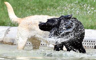 Tre cani cercano sollievo dal caldo in una fontana del centro di Milano, 31 luglio 2018. ANSA/DANIEL DAL ZENNARO