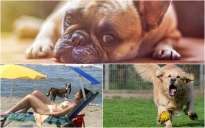 Cani, aumenta rischio di “colpi di calore”: 10 consigli per prevenirli