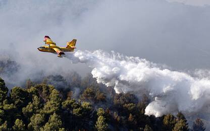 A fuoco un ettaro di bosco, una denuncia a Ischia per incendio colposo