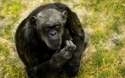 È morta Judy, la scimpanzé più anziana d'Europa: aveva 49 anni