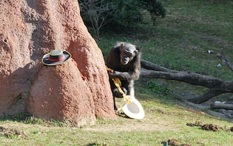 Anche ieri mattina, Judy è uscita per prima nel reparto esterno: ha mangiato qualcosa e si è sdraiata all'ombra, finché non l'ha raggiunta Davidino, lo
scimpanzé dominante. Si è alzata per salutarlo e con lui ha percorso un breve tratto, prima di stendersi per l'ultima volta sotto il suo albero. Alle 9:32 ha chiuso gli occhi e si è addormentata per sempre la scimpanzé più anziana d'Europa, classe 1972, che al Parco Natura Viva di Bussolengo ha fondato una colonia storica, oggi orfana del suo undicesimo componente. Un primato che Judy condivideva con Samy, la sua "amica" di una vita, con la quale nei giorni di pioggia si avviava placidamente al riparo tenendo
l'una il braccio intorno all'altra. Mamma otto volte e nonna una, il ruolo sociale che Judy ha esercitato è testimoniato dalla reazione immediata dei compagni di vita alla sua morte, sotto gli occhi del pubblico e delle telecamere di sorveglianza: Tommy, un altro scimpanzé, le si avvicina, prova a svegliarla energicamente e la strattona, senza però sortire alcuna
reazione. ANSA/UFFICIO STAMPA +++ NO SALES, EDITORIAL USE ONLY +++