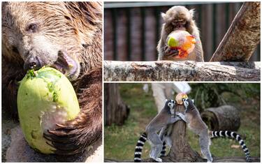 Caldo, ghiaccioli e frutta fresca per gli animali del Bioparco. FOTO