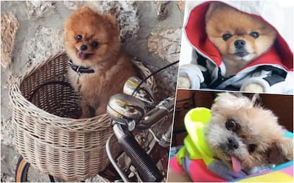 Giornata mondiale dei cani, i più famosi su Instagram