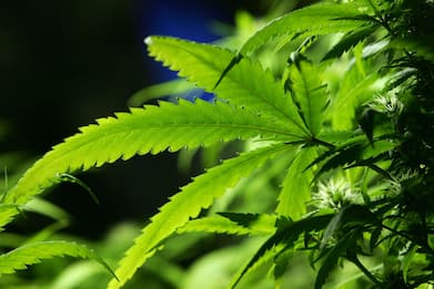 Cannabis, dalla Commissione il via libera per la coltivazione in casa