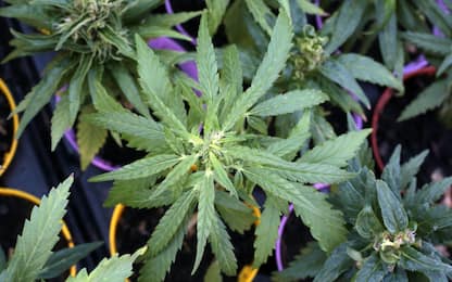 Droga, sequestrate a Frosinone 1.400 piante di cannabis