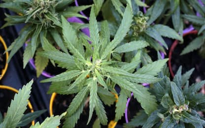 Partinico, scoperta piantagione di marijuana. Sequestrate 77 piante