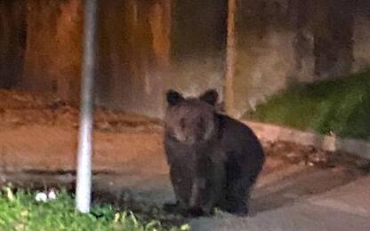 Gorizia, cucciolo di orso vaga nella notte