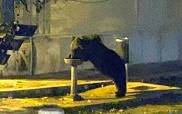 Roccaraso, un orso entra in una pasticceria e mangia tutti i biscotti