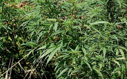 Droga a Partinico, piantagione di cannabis in prefabbricato: 2 arresti