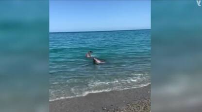 Calabria, avvistato uno squalo a Badolato. VIDEO