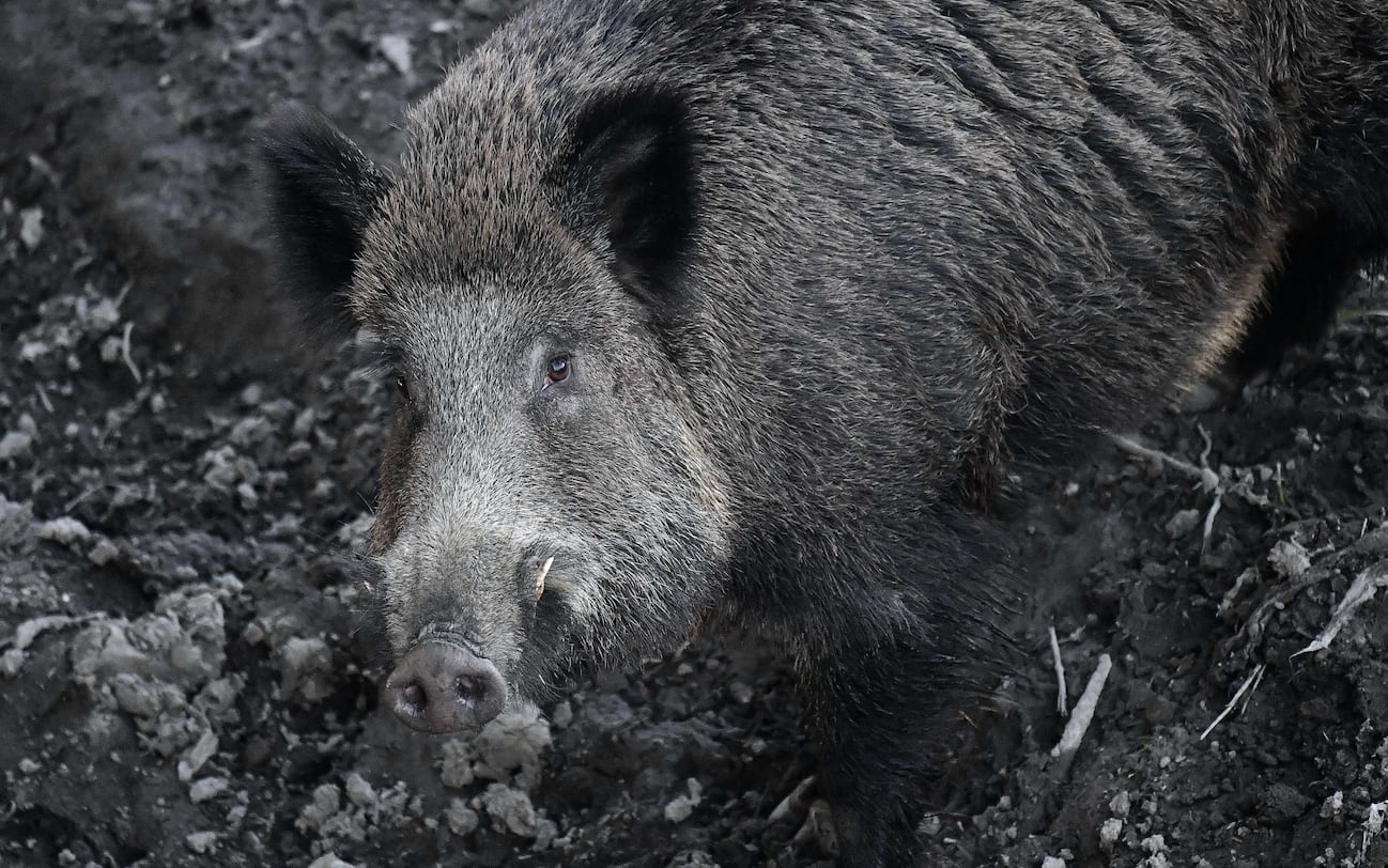 Peste suina a Roma, il commissario straordinario “Sono 12 i casi
