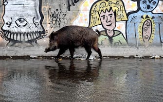 Un cinghiale in Italia