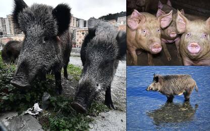 Peste suina africana, i casi in Italia e i rischi: cosa sappiamo