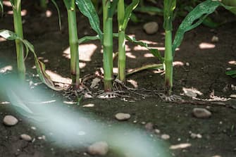 Le radici delle piante più in sofferenza dell'azienda agricoltura di Danilo Rossetto, di Chivasso, in provincia di Torino, 20 giugno 2022 ANSA/JESSICA PASQUALON