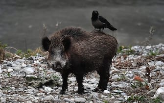 Un cinghiale 'urbano' nel letto del torrente Bisagno che ospita una folta comunita' di cinghiali, Genova, 09 febbraio 2022. Oggi c'e' stato un incontro tra gli esperti della UE-Regione Liguria per fare il punto sulle misure emergenziali adottate in contrasto alla peste suina.
ANSA/LUCA ZENNARO