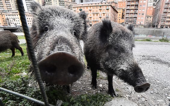 The wild boars hunted in the city will be able to be eaten: the amendment in the Maneuver