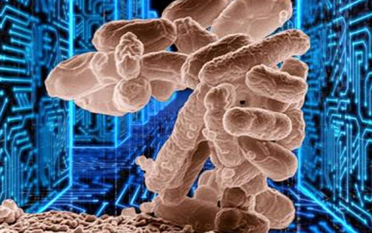 Meningite batterica e virale, quali sono sintomi e cause e qual è la differenza tra le due Sky