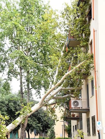 Maltempo, un grosso albero è caduto su un palazzo nel quartiere dell isolotto. Firenze, 18 Agosto 2022ANSA/CLAUDIO GIOVANNINI