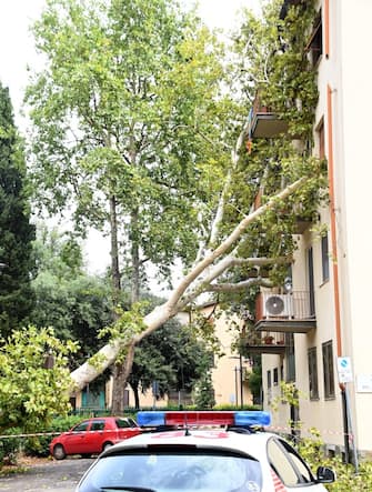 Maltempo, un grosso albero è caduto su un palazzo nel quartiere dell isolotto, Firenze, 18 agosto 2022.
ANSA/CLAUDIO GIOVANNINI