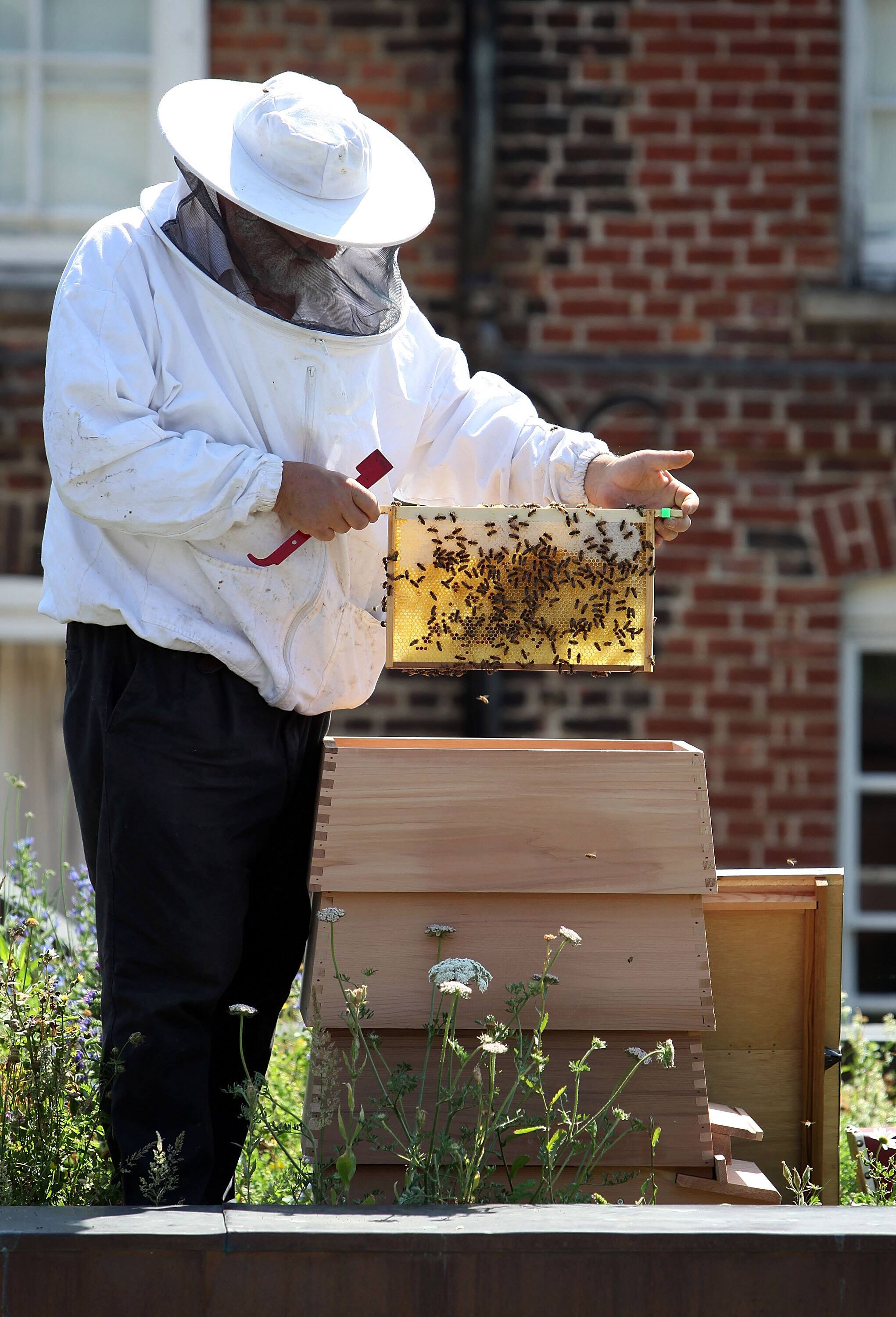 LONDON, ENGLAND - JULY 1:  Beekeeper and Chairman of The London Beekeepers Association John Chapple installs a new bee hive on an urban rooftop garden in Islington on July 1, 2009 in London, England. The UK has an estimated 274,000 bee colonies producing an average of 6000 tonnes of honey per year. An estimated 44,000 beekeepers manage these hives with each one containing around 20,000 bees. It is estimated that honeybee numbers in the UK have fallen between ten and 15 per cent in the last two years.  (Photo by Dan Kitwood/Getty Images)
