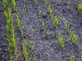 Giornata mondiale dell'acqua, il 38% di risaie e campi a rischio