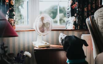 Black dog looking at a desk fan, enjoying the breeze.