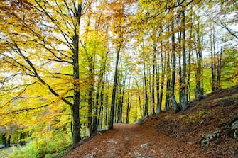 Autumn on Mount Terminillo in the Province of Rieti, 18 October 2022. 
 (Photo by Riccardo Fabi/NurPhoto via Getty Images)