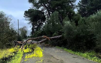 Maltempo in Sardegna, alberi caduti e danni alle coltivazioni