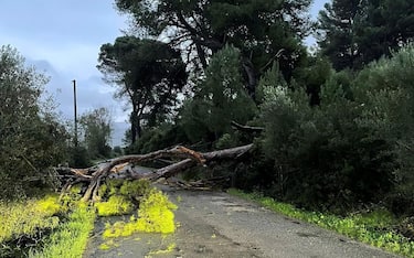 Un grosso albero caduto nei pressi di Narcao per il forte vento che sta colpendo la Sardegna, 22 novembre 2022. ANSA