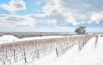 Bolgheri vineyards rows covered by snow in winter. Castagneto Carducci, Tuscany region, Italy, Europe.