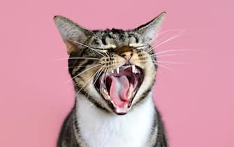 cat yawning laughing with pink background