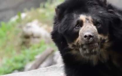 Morto Luis, l'orso andino più vecchio d'Europa