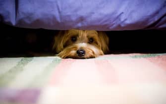 Scared Yorkshire terrier dog hiding under bed.