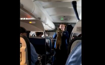 Usa, gatto si perde su volo di linea Dallas-San Francisco