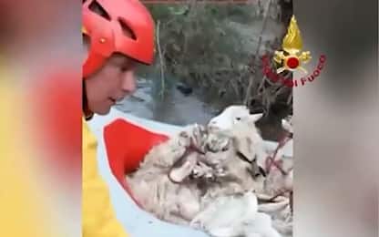 Maltempo Sardegna, vigili del fuoco salvano pecore rimaste isolate