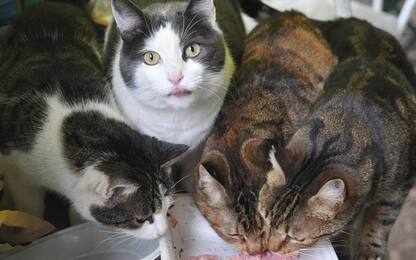 Salento, gatti avvelenati a Nardò: tre muoiono, altri sette ricoverati