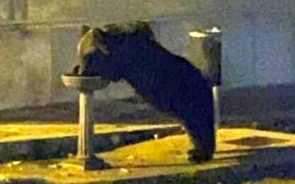Morto investito da auto l'orso Juan Carrito: era simbolo dell'Abruzzo