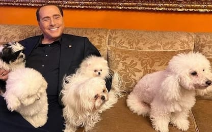 Dudù, il barboncino di Berlusconi resta con Marta Fascina ad Arcore
