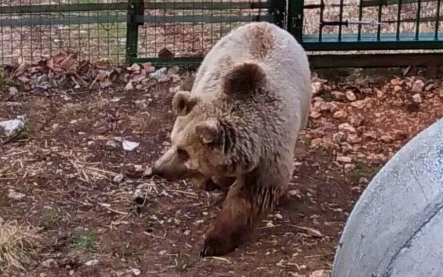 L'orsa Sonia nel recinto dell'area faunistica di Campoli Appennino