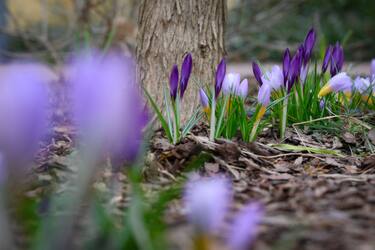 Croci are seen blooming on 16 March, 2023 in Warsaw, Poland. (Photo by Jaap Arriens/NurPhoto via Getty Images)